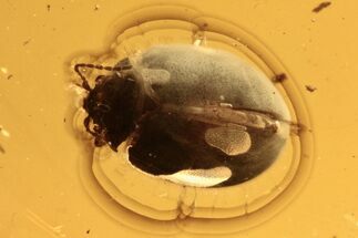 Detailed Fossil True Midge and Marsh Beetle in Baltic Amber #272139