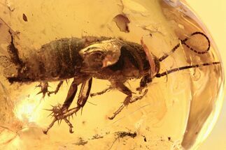 Detailed Fossil Cockroach (Blattodea) In Baltic Amber - Rare! #272154
