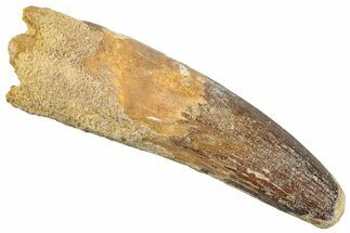Real Fossil Spinosaurus Tooth - No Repair or Restoration #272135