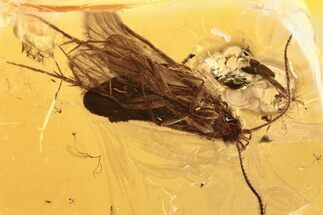 Fossil Caddisfly and Ant-Like Stone Beetle In Baltic Amber #272198