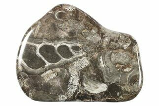 Polished Devonian Fossil Coral and Bryozoan Plate - Morocco #273121