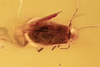 Fossil Soft-Winged Flower Beetle (Melyridae) in Baltic Amber #273281