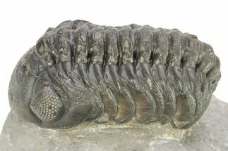 Detailed Austerops Trilobite - Ofaten, Morocco #273445