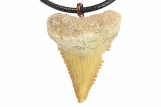 Serrated, Fossil Paleocarcharodon Shark Tooth Necklace #273603