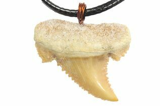 Fossil Shark Tooth Necklaces  For Sale
