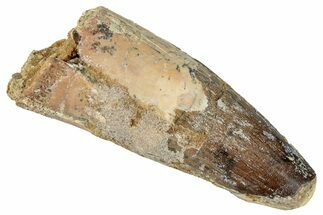 Fossil Spinosaurus Tooth - Real Dinosaur Tooth #273777