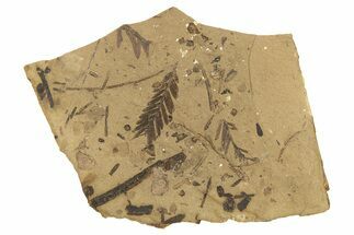 Conifer Needle (Metasequoia) Fossil Plate - McAbee, BC #274179