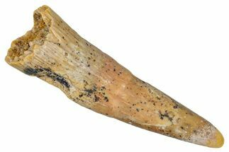 Fossil Pterosaur (Siroccopteryx) Tooth - Morocco #274252