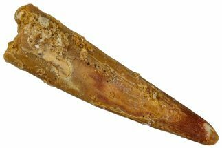 Fossil Pterosaur (Siroccopteryx) Tooth - Morocco #274263