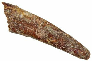 Fossil Pterosaur (Siroccopteryx) Tooth - Morocco #274323