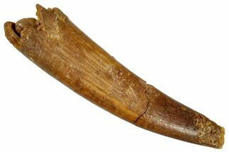 Fossil Pterosaur (Siroccopteryx) Tooth - Morocco #274333