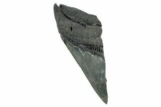 Partial Fossil Megalodon Tooth - South Carolina #274588