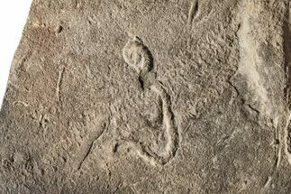 Cruziana (Fossil Trilobite Trackway) Plate - Morocco #274973