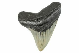 Serrated, Fossil Megalodon Tooth - North Carolina #273994
