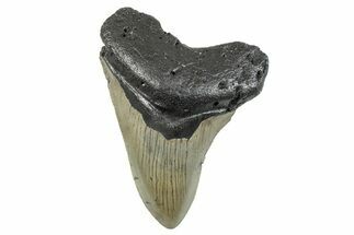 Serrated, Fossil Megalodon Tooth - North Carolina #273995