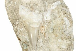 Large Otodus Shark Tooth Fossil in Rock - Morocco #274937