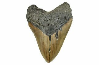 Serrated, Fossil Megalodon Tooth - North Carolina #274627