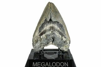Serrated, Fossil Megalodon Tooth - North Carolina #274791