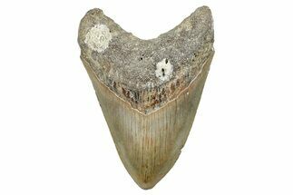 Serrated, Fossil Megalodon Tooth - North Carolina #275212