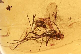 Detailed Fossil Parasitic Wasp (Apocrita) in Baltic Amber #275505