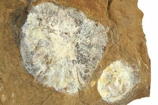 Two Fossil Winged Walnut (Cyclocarya) Fruit - North Dakota #276475