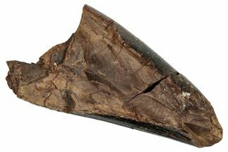 Juvenile Tyrannosaur Premax Partial Tooth - Judith River Fm #276354
