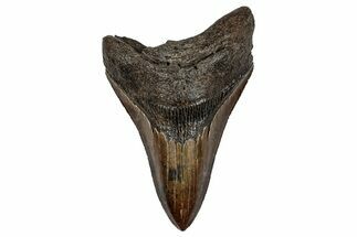 Fossil Megalodon Tooth - Sharply Serrated, Brown Meg #276416