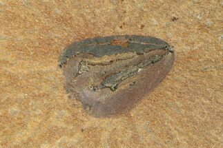 Pennsylvanian Fossil Seed Pod Plate - Kentucky #176776