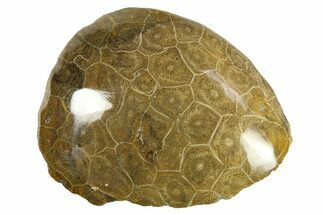 Polished Fossil Coral (Actinocyathus) Head - Morocco #276757