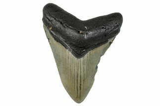 Serrated, Fossil Megalodon Tooth - North Carolina #274011