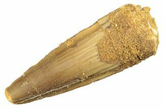 Fossil Spinosaurus Tooth - Real Dinosaur Tooth #276932