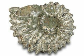 Bumpy Ammonite (Douvilleiceras) Fossil - Madagascar #277181