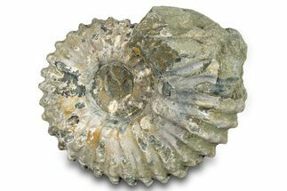 Bumpy Ammonite (Douvilleiceras) Fossil - Madagascar #277182