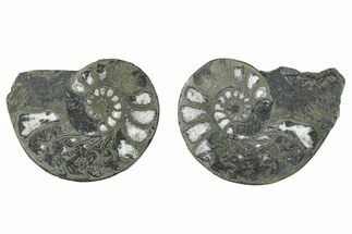Pyritized Cut Ammonite Fossil Pair - Morocco #276618