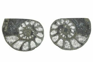 Pyritized Cut Ammonite Fossil Pair - Morocco #276624