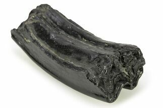 Pleistocene Aged Fossil Horse Tooth - South Carolina #277298