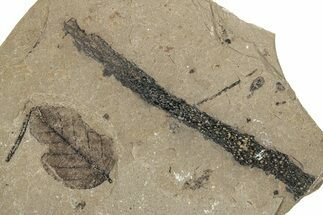 Fossil Plant (Alnus) Leaf - McAbee, BC #277727