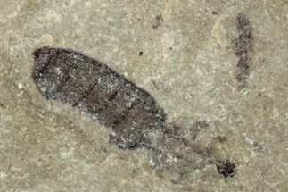 Fossil Insect - Green River Formation, Colorado #278126