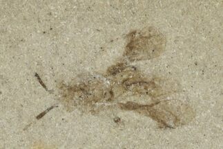 Fossil Fly (Diptera) - Green River Formation, Colorado #278130