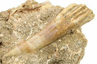 Cretaceous Sawfish (Onchosaurus) Rostral Barb/Tooth - Morocco #64656