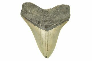 Serrated, Fossil Megalodon Tooth - North Carolina #272810
