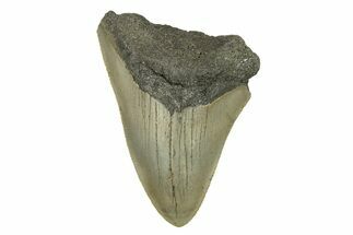 Bargain, Fossil Megalodon Tooth - Serrated Blade #272823