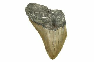 Bargain, Fossil Megalodon Tooth - Serrated Blade #272831