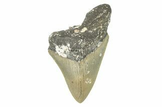 Partial, Fossil Megalodon Tooth - Serrated Blade #273049