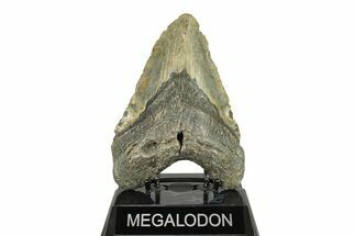 Huge, Fossil Megalodon Tooth - North Carolina #275534