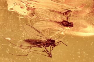 Two Detailed Fossil True Midges (Chironomidae) in Baltic Amber #278767