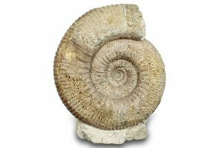 Jurassic Ammonite (Stephanoceras) Fossil - England #279166