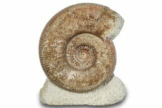 Jurassic Ammonite (Stephanoceras) Fossil - England #279174