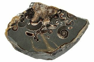 Polished Ammonite (Promicroceras) Slice - Marston Magna Marble #279270