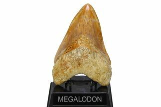 Serrated, Fossil Megalodon Tooth - Indonesia #279218